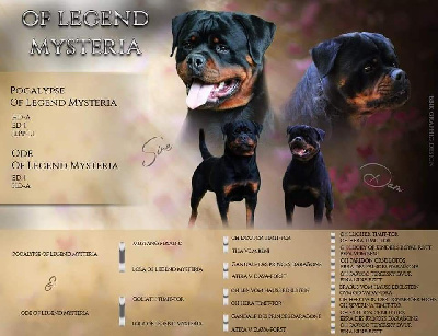 Of Legend Mysteria - Rottweiler - Portée née le 28/09/2022