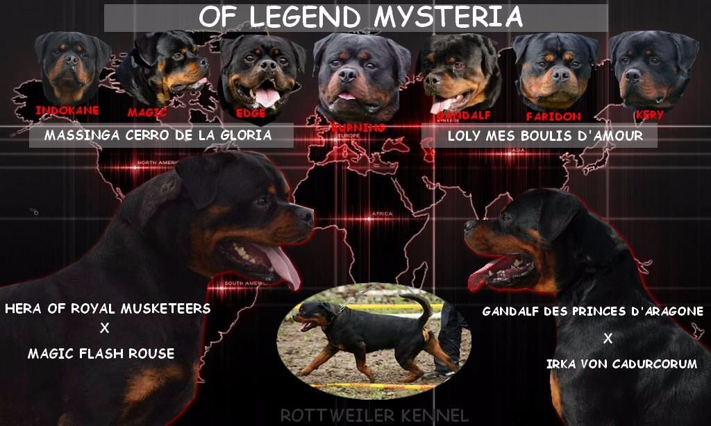 Of Legend Mysteria - Rottweiler - Portée née le 02/11/2017