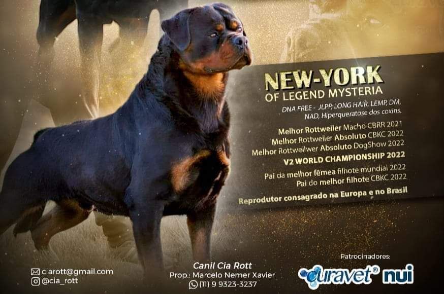 Of Legend Mysteria - Champion New-York of legend mysteria 