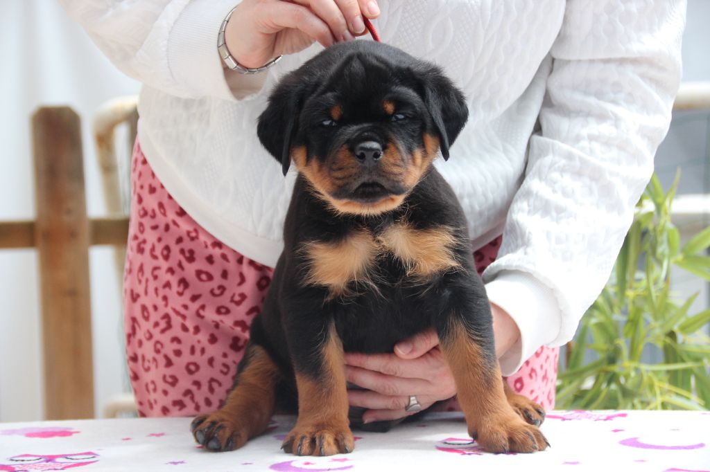 Of Legend Mysteria - Chiot disponible  - Rottweiler