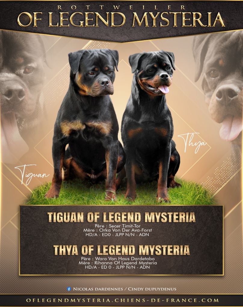 chiot Rottweiler Of Legend Mysteria