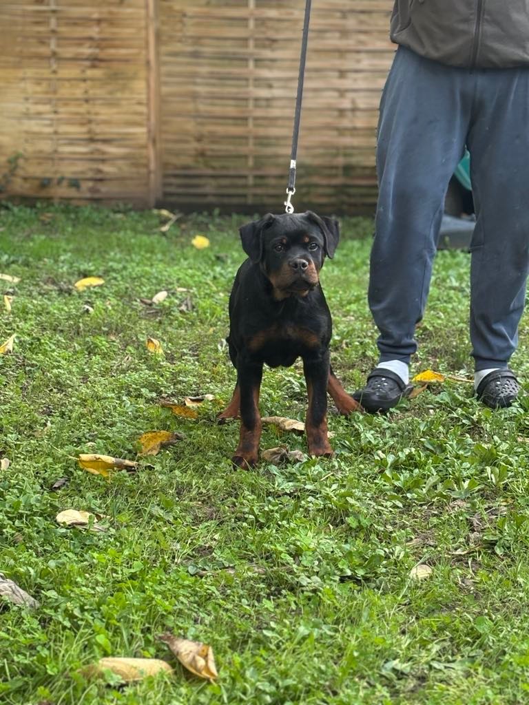 Of Legend Mysteria - Chiot disponible  - Rottweiler