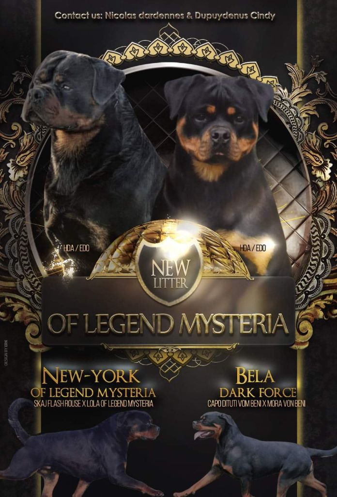 Of Legend Mysteria - Rottweiler - Portée née le 24/09/2019