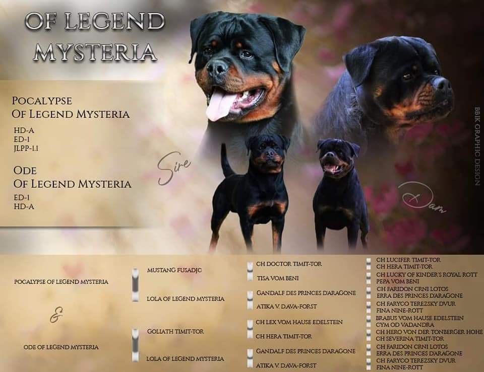 chiot Rottweiler Of Legend Mysteria