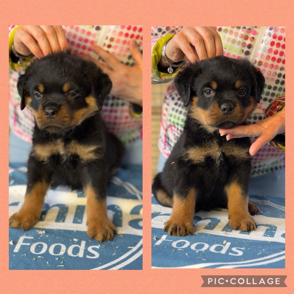 Of Legend Mysteria - Chiot disponible  - Rottweiler