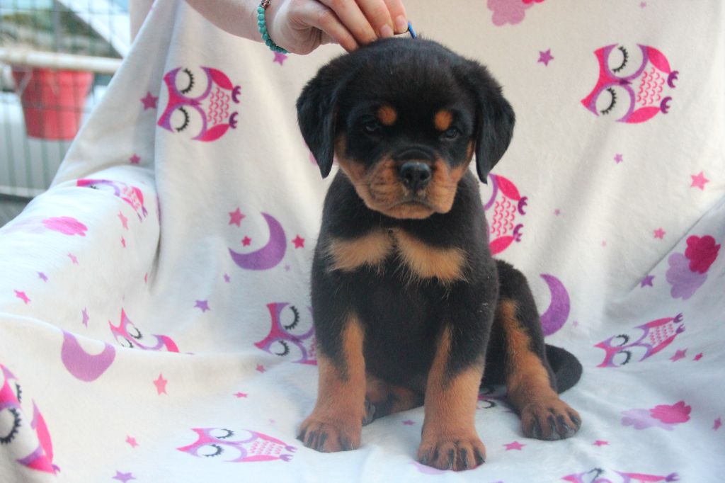 Of Legend Mysteria - Chiot disponible  - Rottweiler