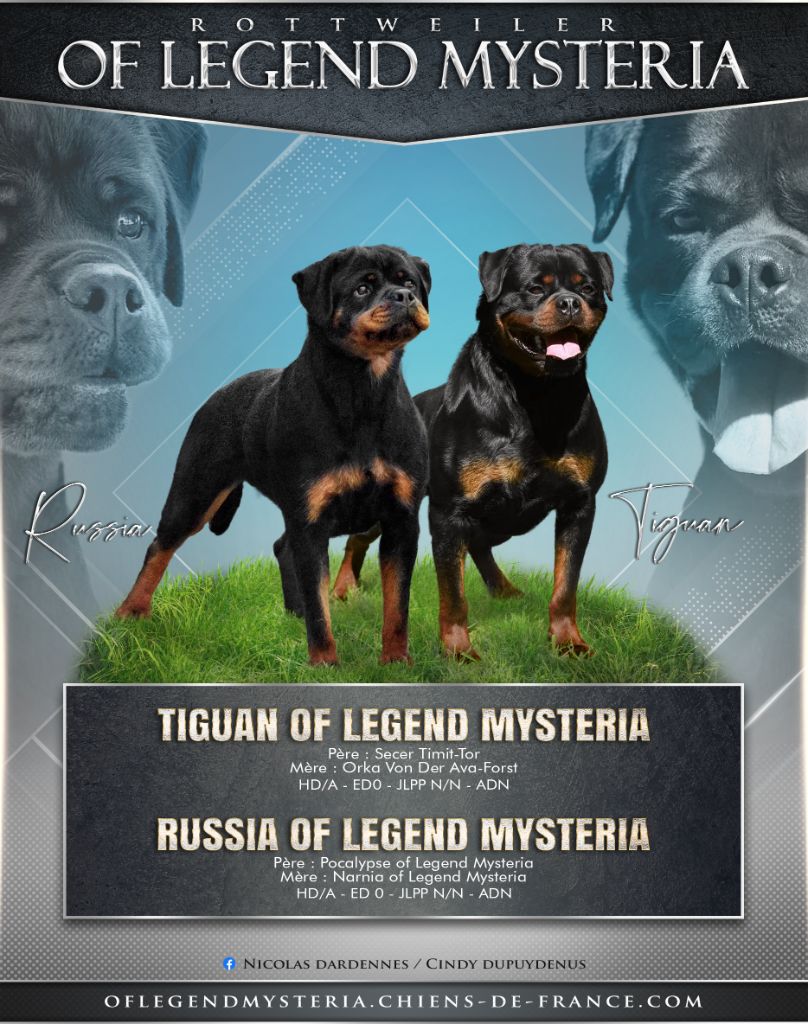 chiot Rottweiler Of Legend Mysteria