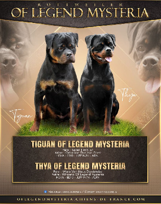 Of Legend Mysteria - Rottweiler - Portée née le 03/11/2023