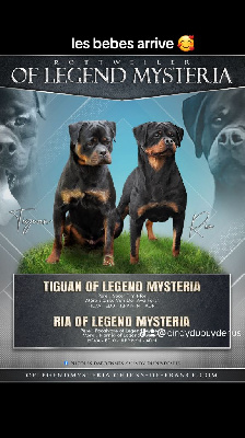 Of Legend Mysteria - Rottweiler - Portée née le 20/03/2024