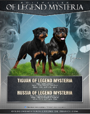 Of Legend Mysteria - Rottweiler - Portée née le 03/06/2024