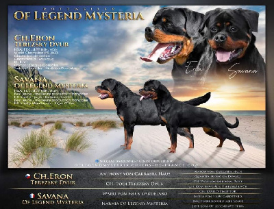 Of Legend Mysteria - Rottweiler - Portée née le 30/06/2023
