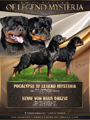 Of Legend Mysteria - Rottweiler - Portée née le 13/12/2024