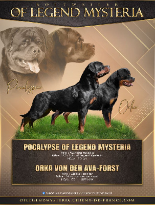 Of Legend Mysteria - Rottweiler - Portée née le 21/04/2024