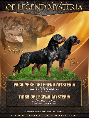 Of Legend Mysteria - Rottweiler - Portée née le 15/06/2024