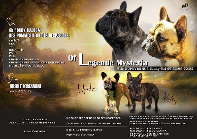 Of Legend Mysteria - Bouledogue français - Portée née le 11/09/2024