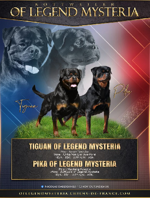 Of Legend Mysteria - Rottweiler - Portée née le 17/05/2024