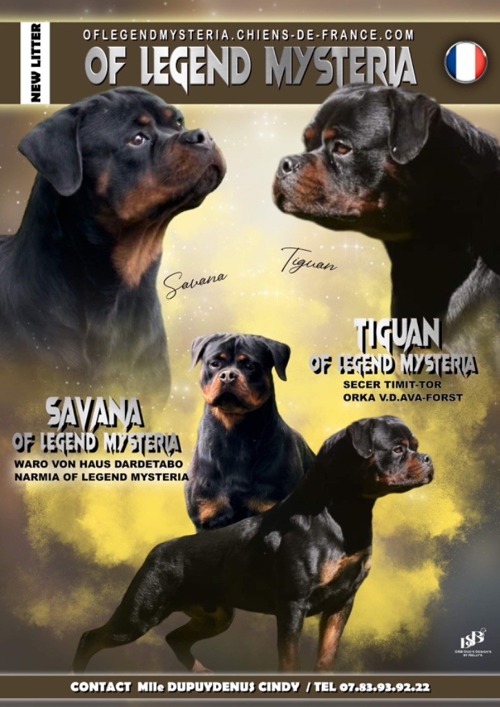 Of Legend Mysteria - Chiot disponible  - Rottweiler