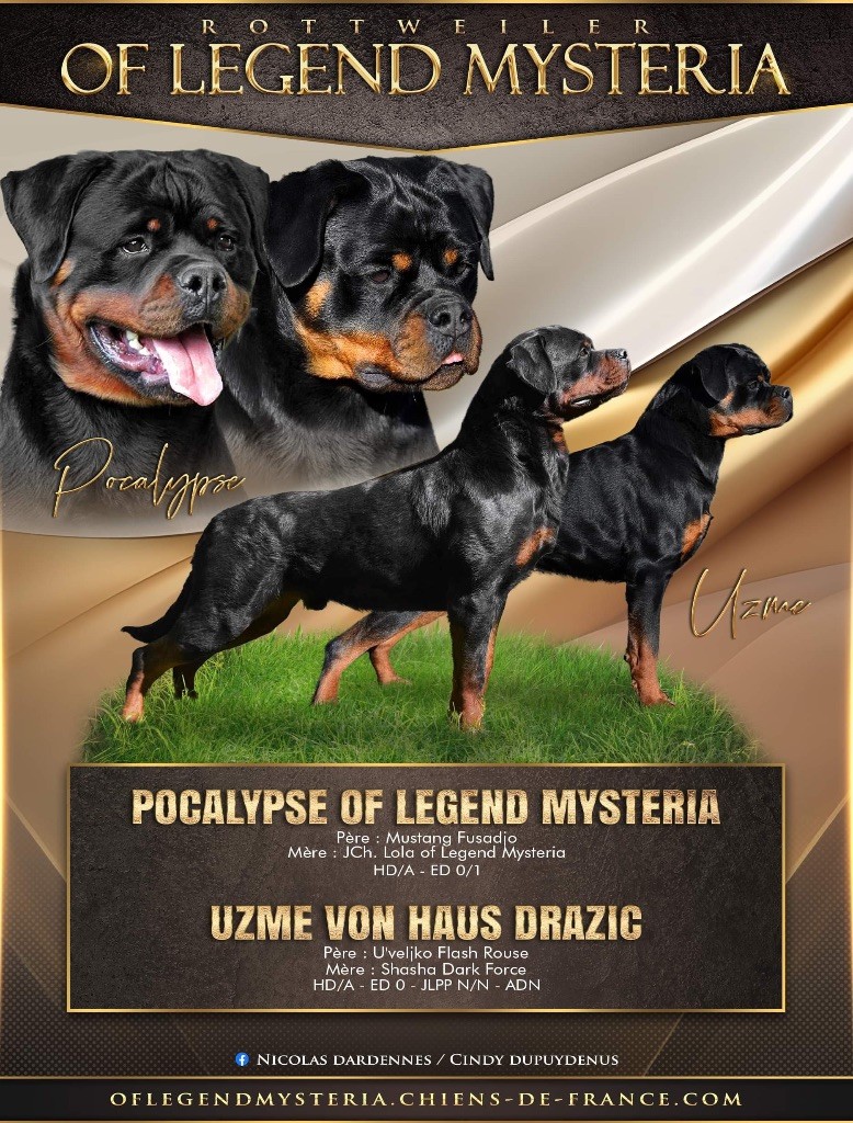 Of Legend Mysteria - Chiot disponible  - Rottweiler