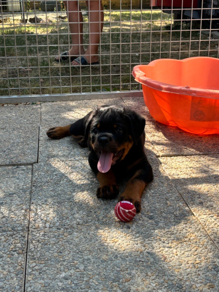 Of Legend Mysteria - Chiot disponible  - Rottweiler