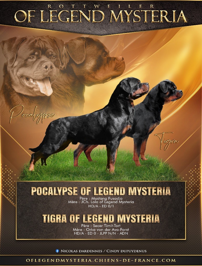 chiot Rottweiler Of Legend Mysteria