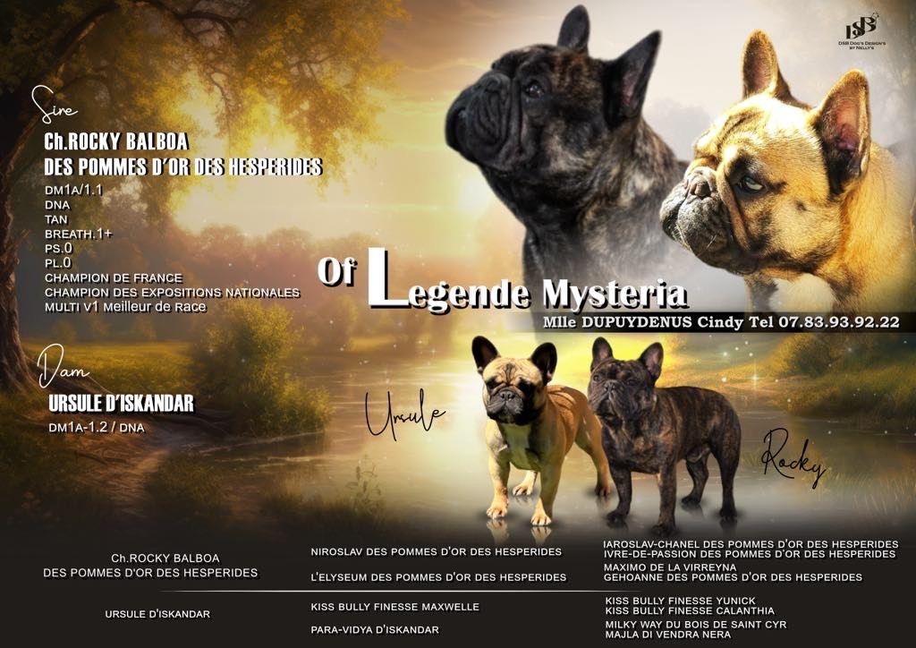 chiot Bouledogue français Of Legend Mysteria