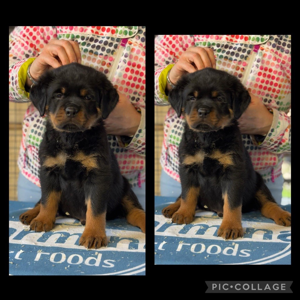 Of Legend Mysteria - Chiot disponible  - Rottweiler