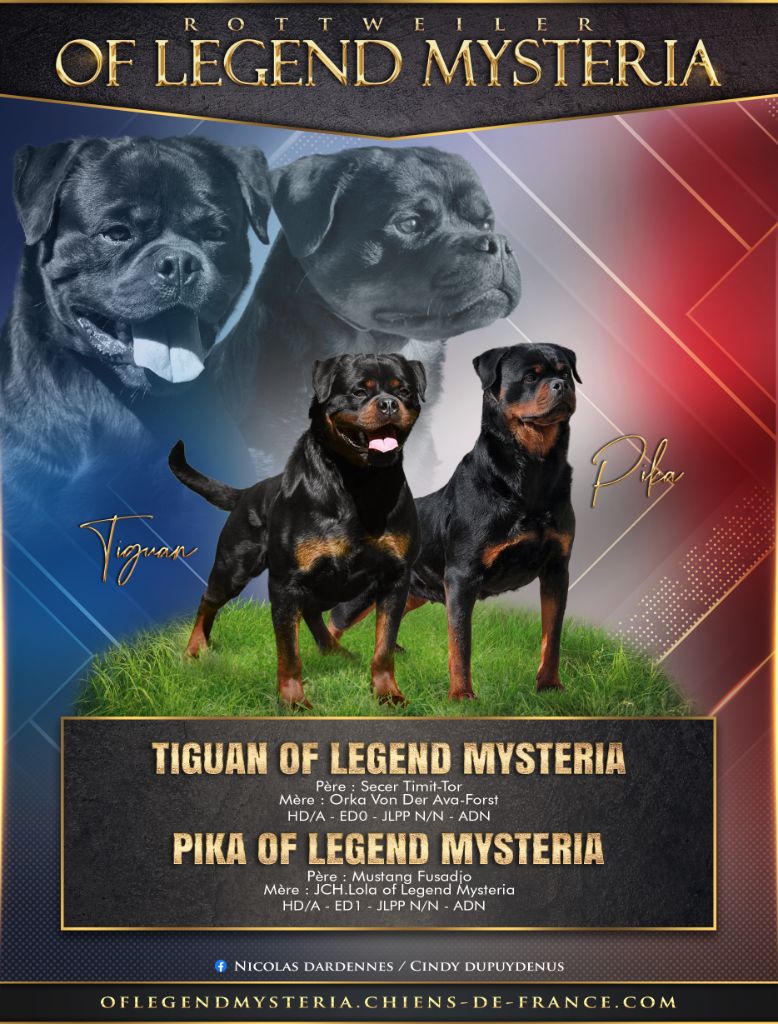 chiot Rottweiler Of Legend Mysteria