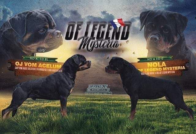 Of Legend Mysteria - Rottweiler - Portée née le 28/03/2019