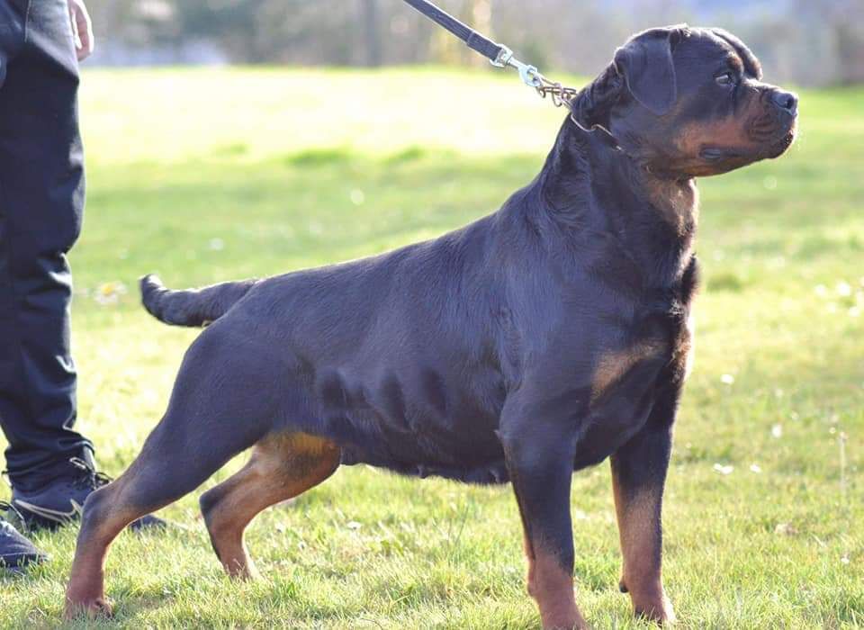 J.ch lola Of Legend Mysteria