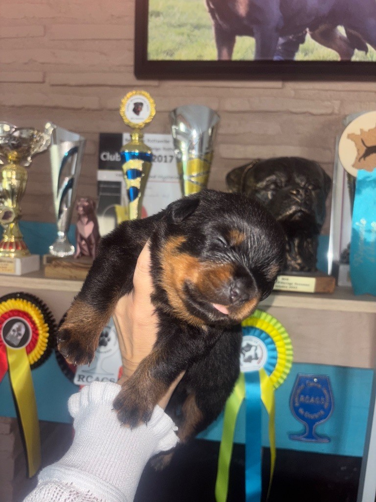 Of Legend Mysteria - Chiots disponibles - Rottweiler