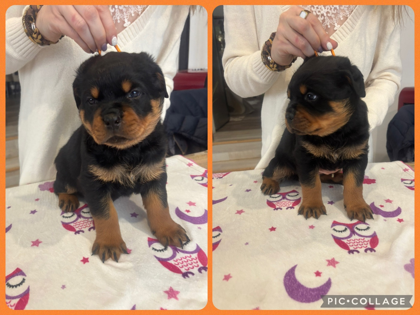 Of Legend Mysteria - Chiots disponibles - Rottweiler
