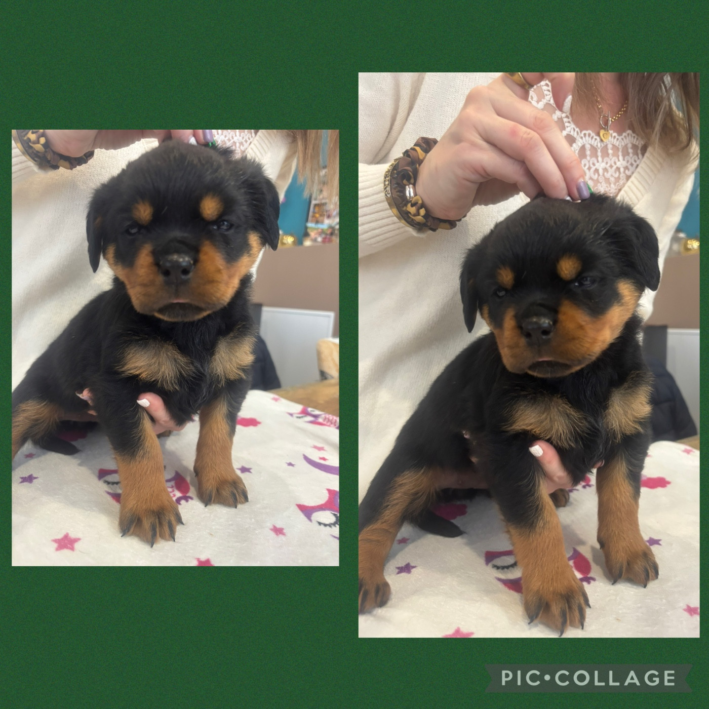 Of Legend Mysteria - Chiots disponibles - Rottweiler