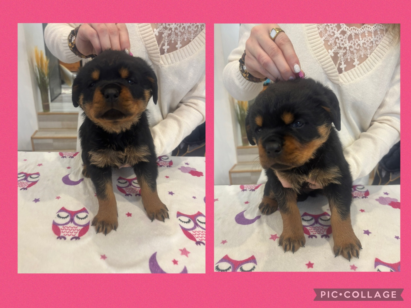 Of Legend Mysteria - Chiots disponibles - Rottweiler