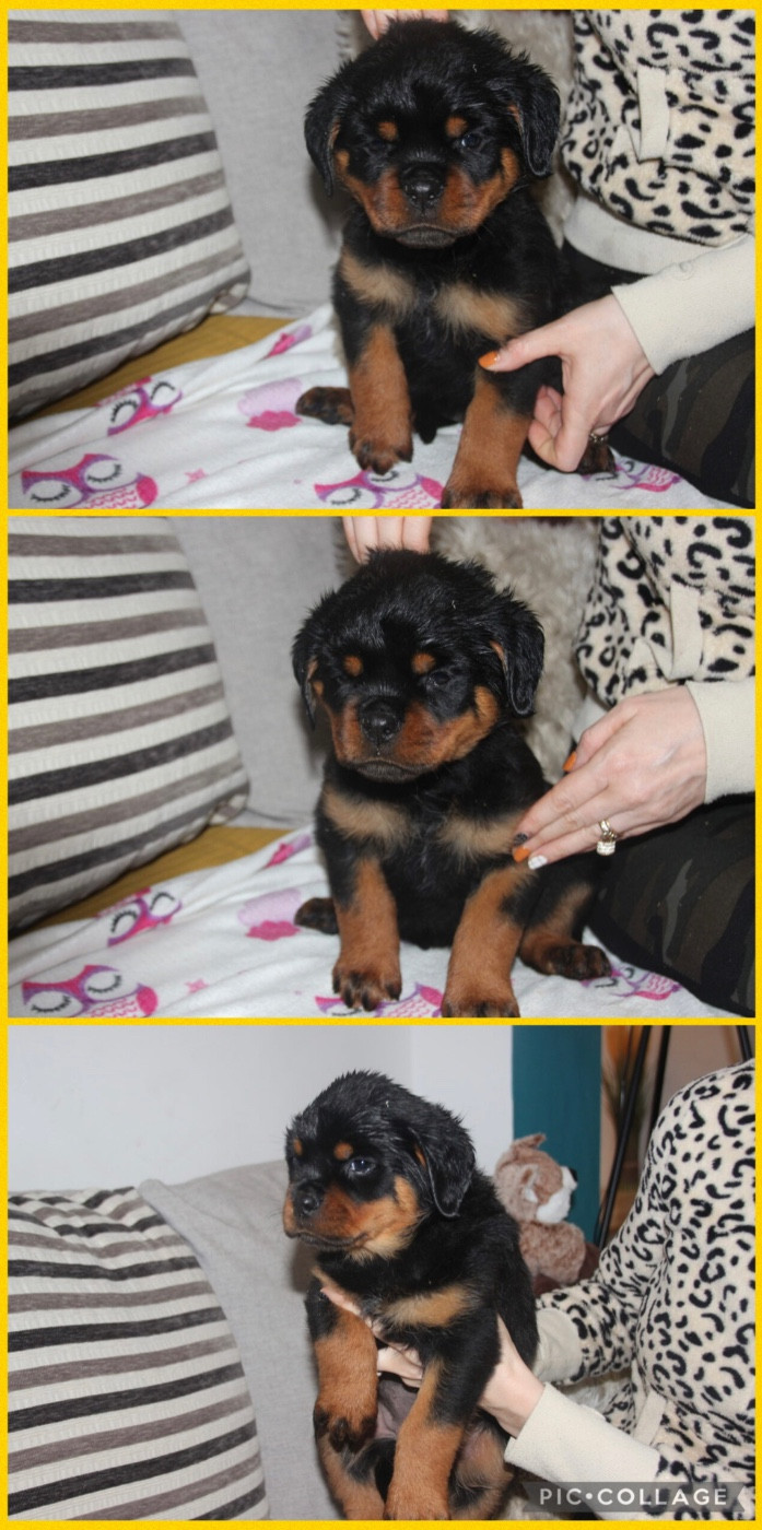 Of Legend Mysteria - Chiots disponibles - Rottweiler