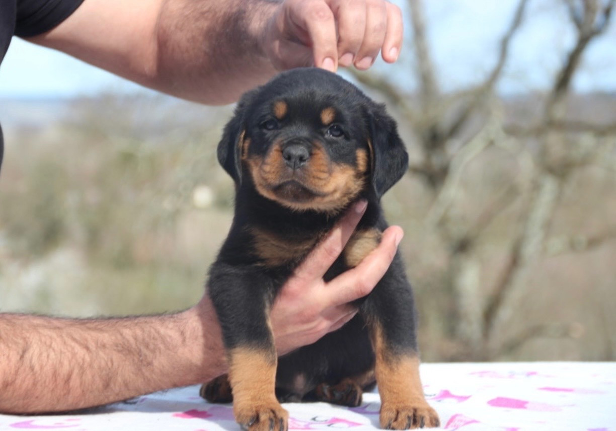 Of Legend Mysteria - Chiots disponibles - Rottweiler