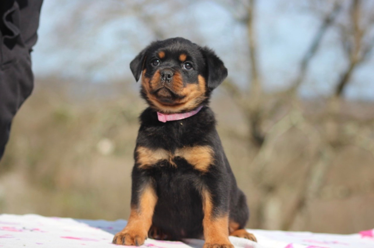 Of Legend Mysteria - Chiots disponibles - Rottweiler