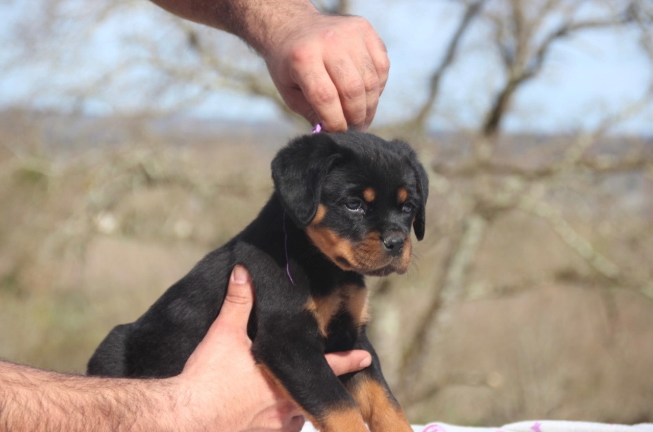 Of Legend Mysteria - Chiots disponibles - Rottweiler