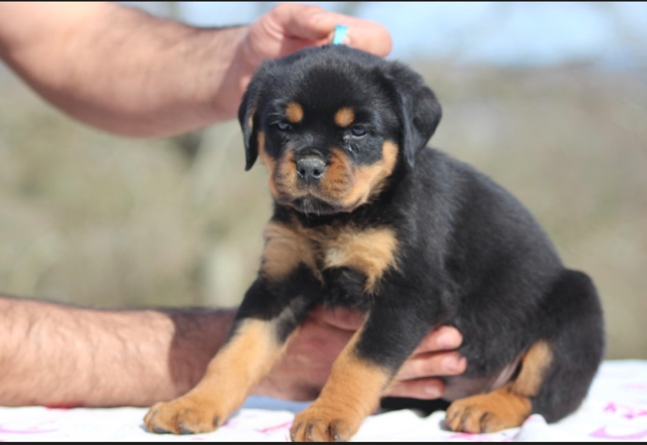 Of Legend Mysteria - Chiots disponibles - Rottweiler
