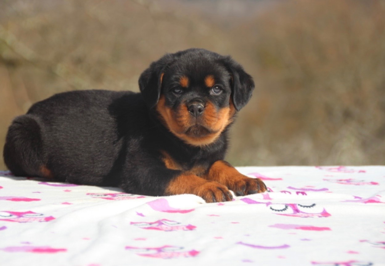 Of Legend Mysteria - Chiots disponibles - Rottweiler