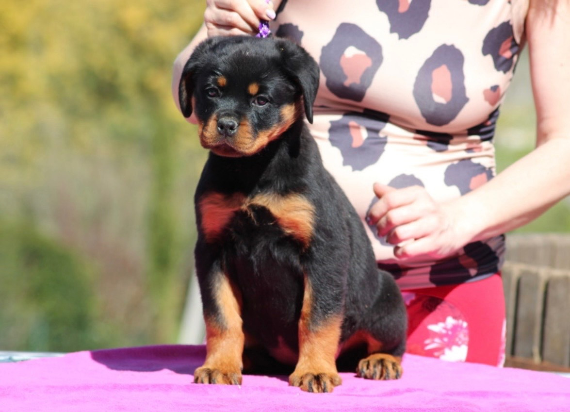 Of Legend Mysteria - Chiots disponibles - Rottweiler