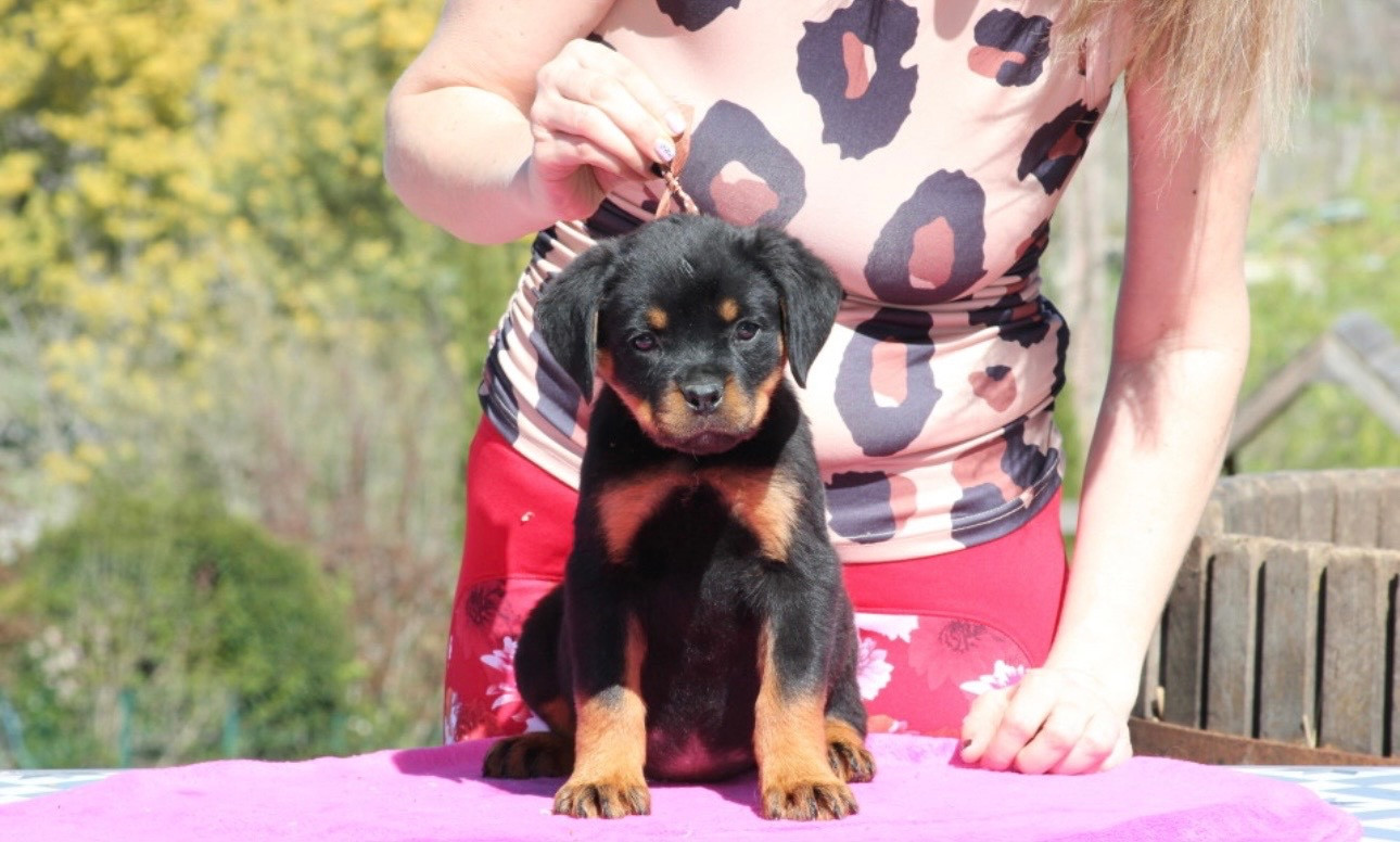 Of Legend Mysteria - Chiots disponibles - Rottweiler