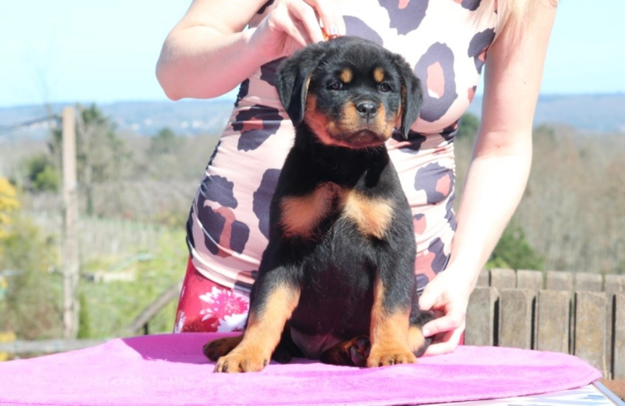 Of Legend Mysteria - Chiots disponibles - Rottweiler