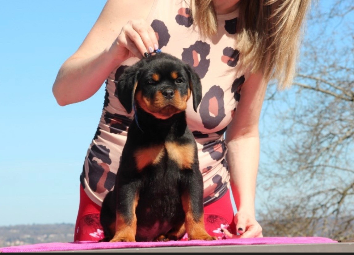 Of Legend Mysteria - Chiots disponibles - Rottweiler