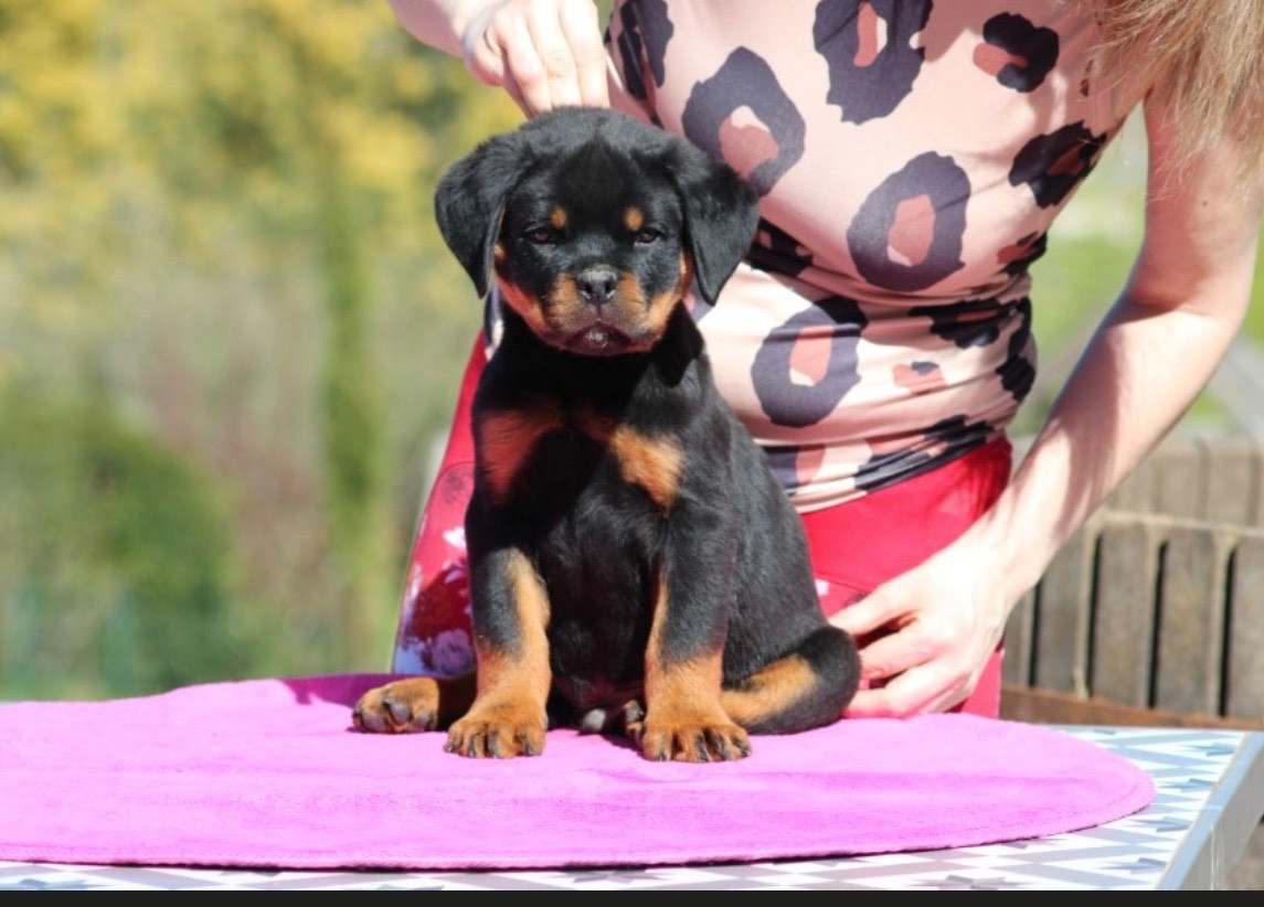 Of Legend Mysteria - Chiots disponibles - Rottweiler