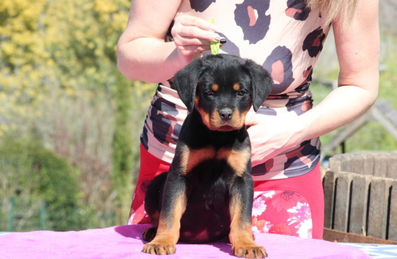 Of Legend Mysteria - Chiots disponibles - Rottweiler