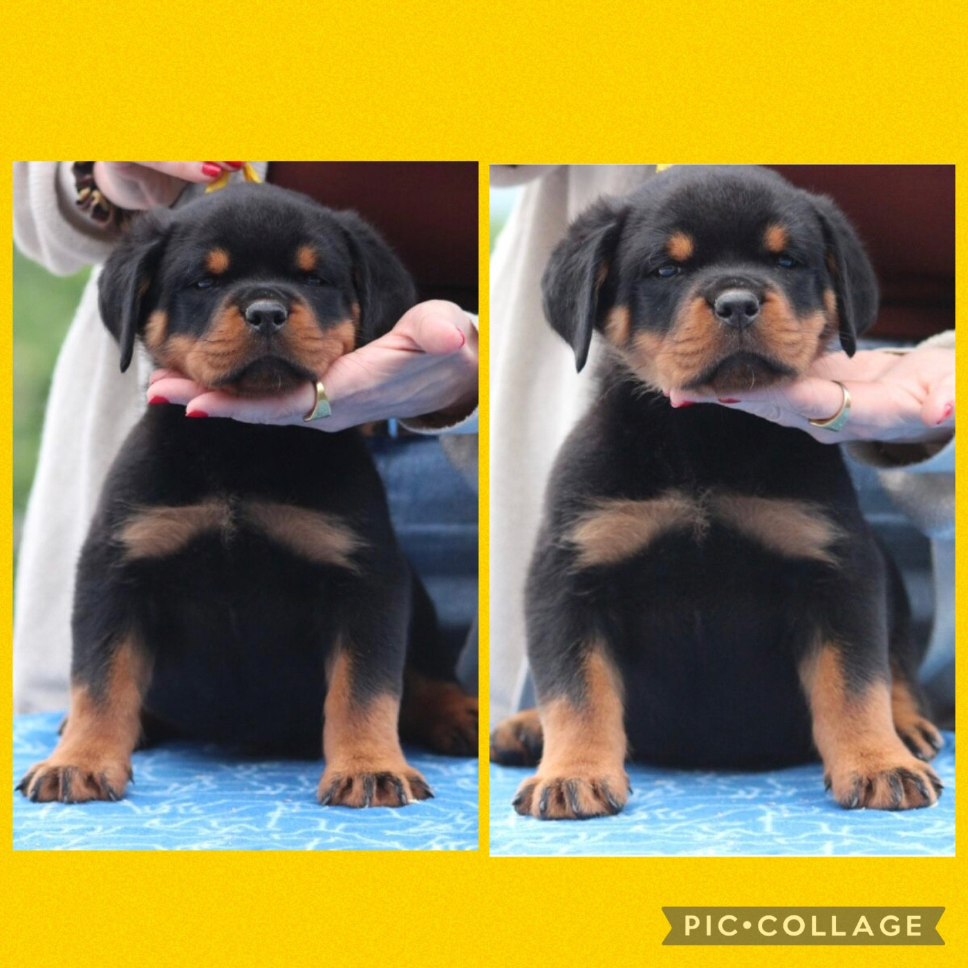 Of Legend Mysteria - Chiots disponibles - Rottweiler