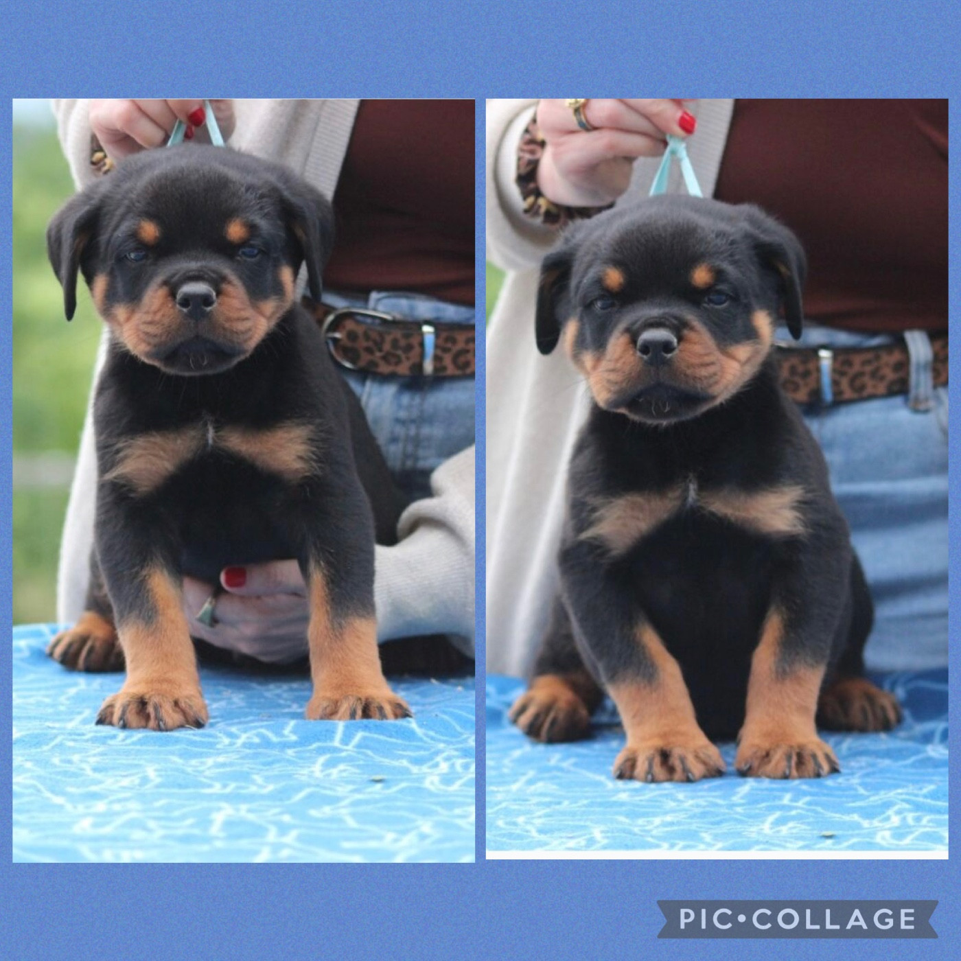 Of Legend Mysteria - Chiots disponibles - Rottweiler