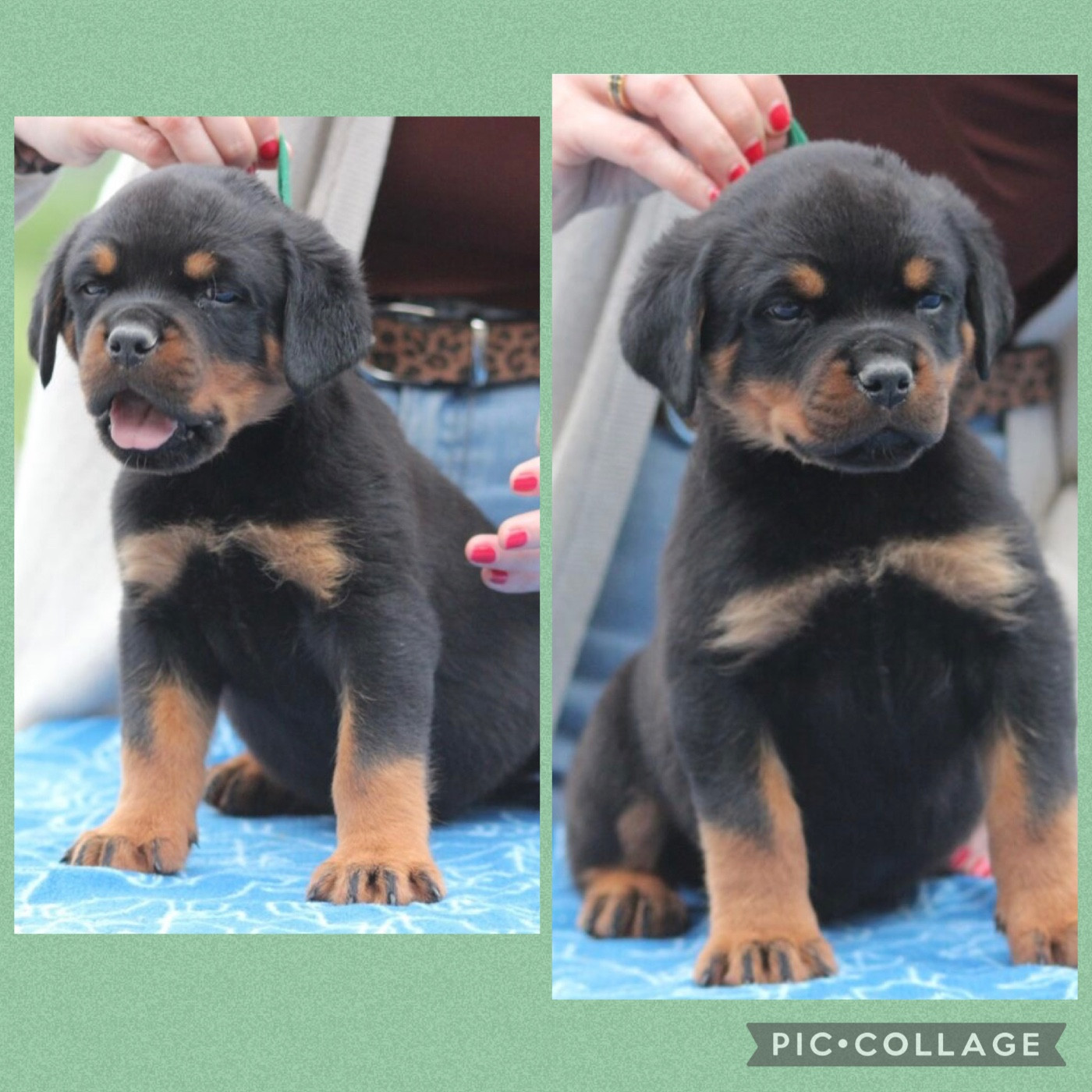 Of Legend Mysteria - Chiots disponibles - Rottweiler