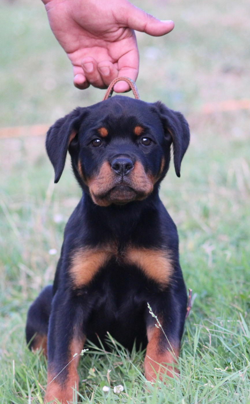 Of Legend Mysteria - Chiots disponibles - Rottweiler