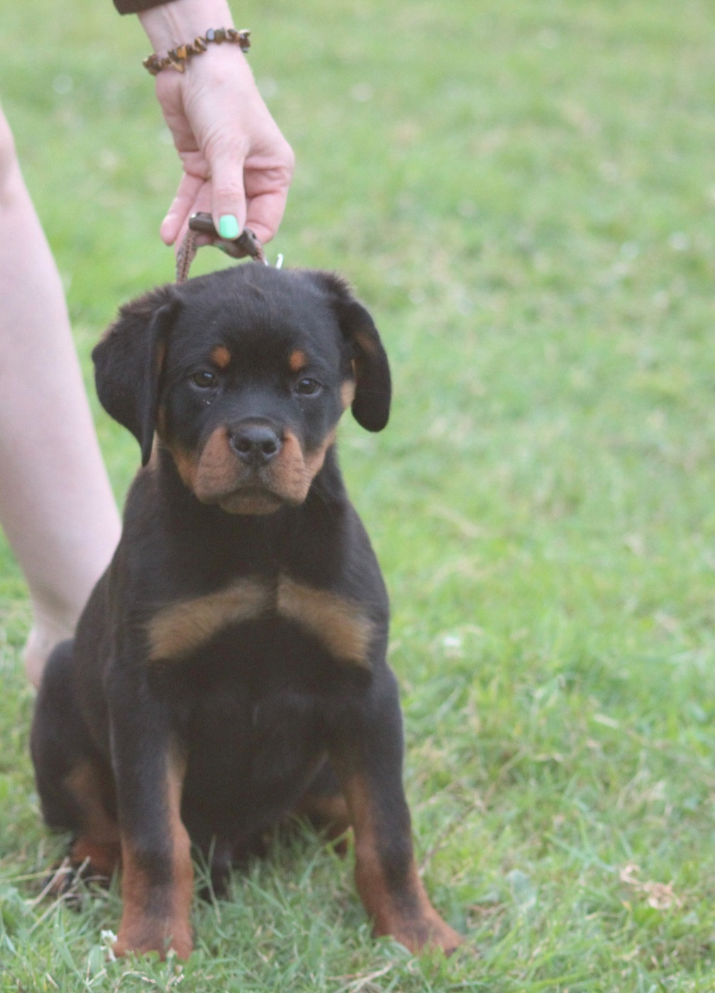 Of Legend Mysteria - Chiots disponibles - Rottweiler